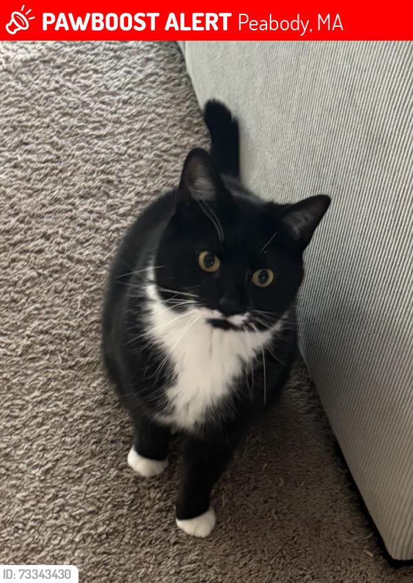 Lost Male Cat last seen Brooksby Farm Area, Peabody, MA 01960
