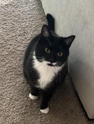 Lost Male Cat last seen Brooksby Farm Area, Peabody, MA 01960