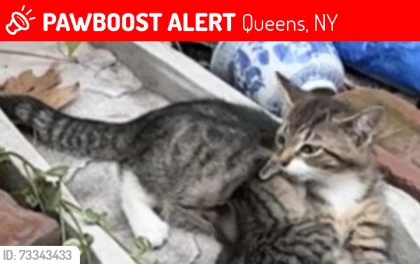 Lost Male Cat last seen Springfield Blvd and Alley Pond Park, Queens, NY 11364