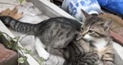 Lost Male Cat last seen Springfield Blvd and Alley Pond Park, Queens, NY 11364