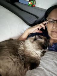 Reunited Male Cat last seen 129th ave & tuckey ln, Glendale, AZ 85031