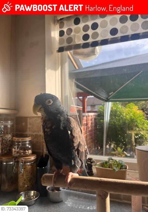 Lost Unknown Bird last seen Parsonage Leys. Harlow Essex, Harlow, England 