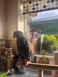Lost Unknown Bird last seen Parsonage Leys. Harlow Essex, Harlow, England 