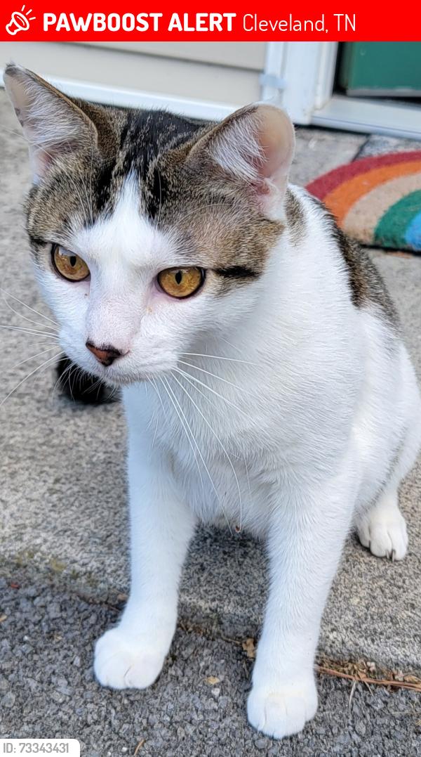 Lost Male Cat last seen Old Tasso and 37th Street NE, Cleveland, TN 37312