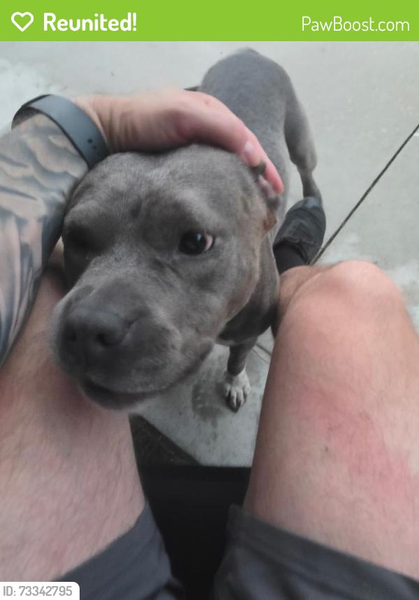 Reunited Female Dog last seen Capri Dr and Jasik Dr, Toledo, OH 43611