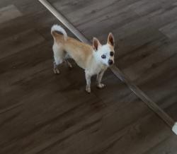 Lost Female Dog last seen Euclid & riverside, Ontario, CA 91761