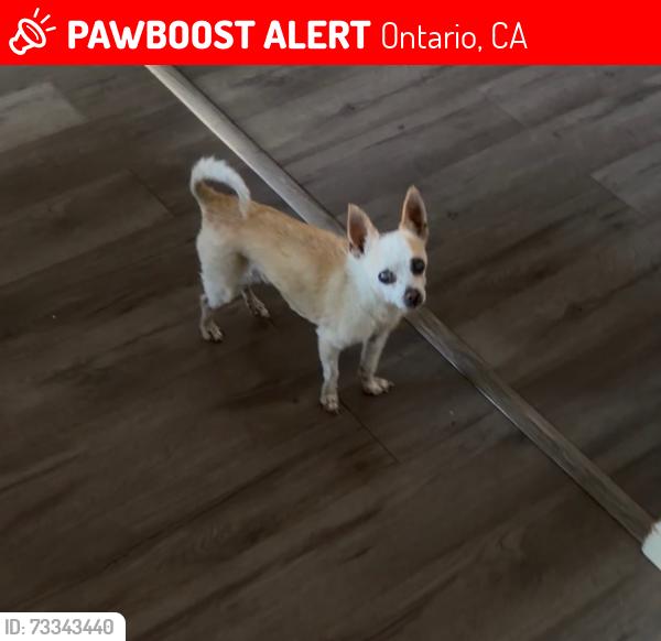 Lost Female Dog last seen Euclid & riverside, Ontario, CA 91761