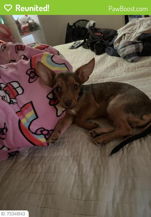 Reunited Male Dog last seen Near La Cieneguita, Santa Fe, NM 87507, USA, Santa Fe, NM 87507
