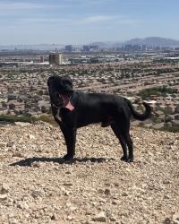 Reunited Male Dog last seen Near Ridgeville St, Las Vegas, NV 89103, USA, Las Vegas, NV 89103