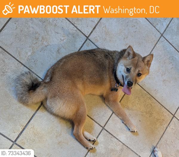 Found/Stray Female Dog last seen 15th St NE, Washington, DC 20002