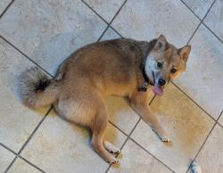 Found/Stray Female Dog last seen 15th St NE, Washington, DC 20002