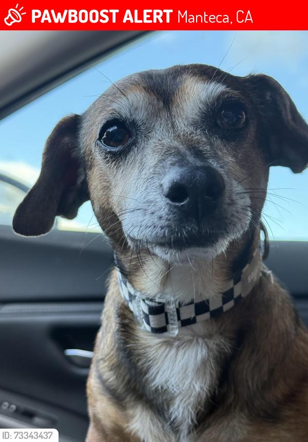 Lost Male Dog last seen Mission Ridge, Manteca, CA 95337