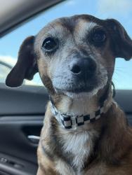 Lost Male Dog last seen Mission Ridge, Manteca, CA 95337