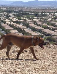 Reunited Male Dog last seen Near Ridgeville St, Las Vegas, NV 89103, USA, Las Vegas, NV 89103