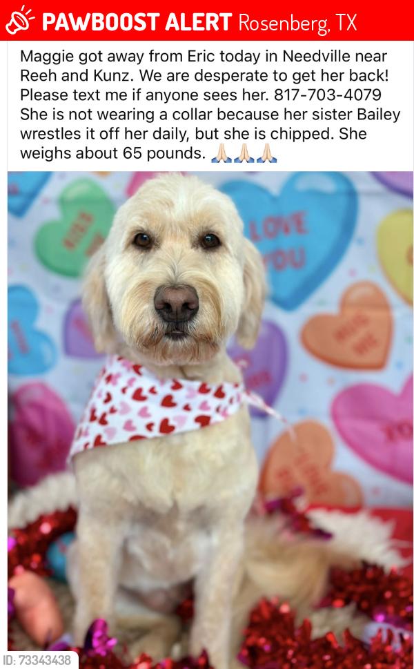 Lost Female Dog last seen Reeh road, Rosenberg, TX 77417