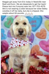 Lost Female Dog last seen Reeh road, Rosenberg, TX 77417