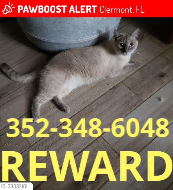 Lost Male Cat last seen Vista Del Lago, Clermont, FL 34711
