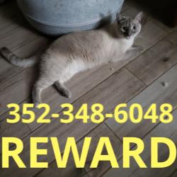 Lost Male Cat last seen Vista Del Lago, Clermont, FL 34711