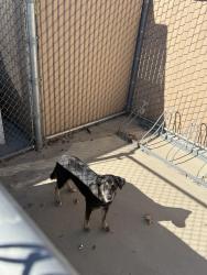 Found/Stray Female Dog last seen Mead Valley Elementary, Mead Valley, CA 92570