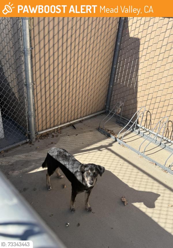 Found/Stray Female Dog last seen Mead Valley Elementary, Mead Valley, CA 92570