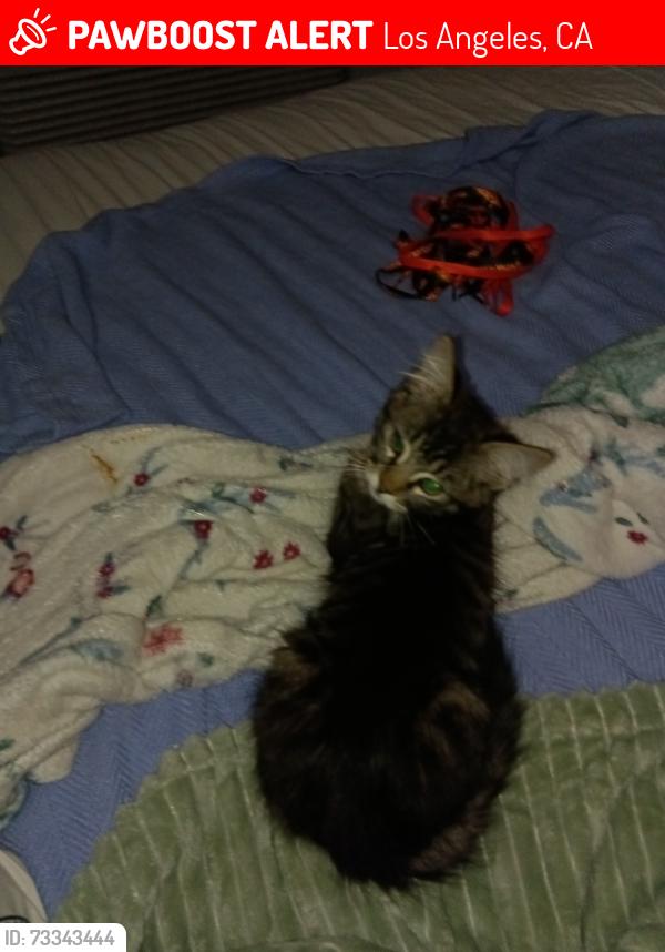 Lost Female Cat last seen Near sherman way, Los Angeles, CA 91405