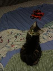 Lost Female Cat last seen Near sherman way, Los Angeles, CA 91405