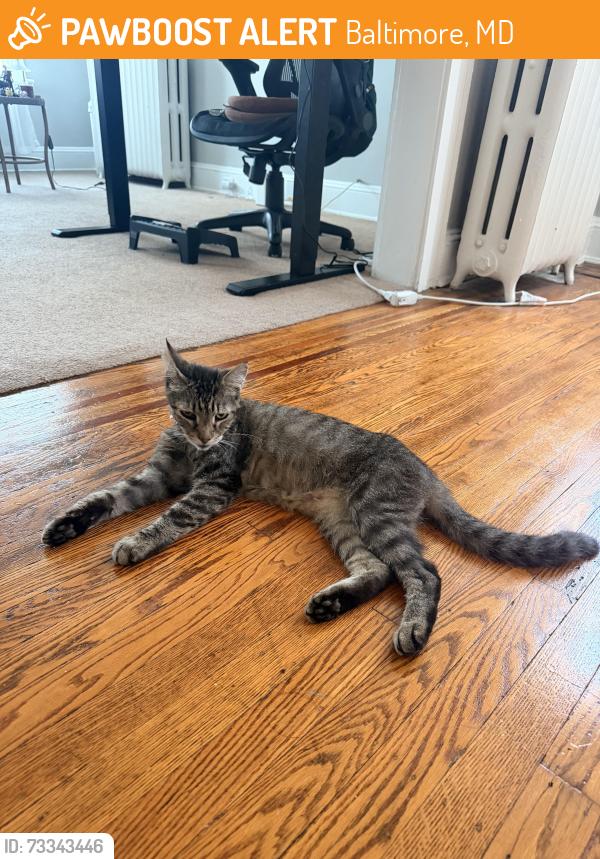 Found/Stray Male Cat last seen Down the street from MedStar Union Memorial hosp, and near JHU homewood campus, Baltimore, MD 21202