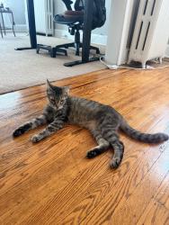 Found/Stray Male Cat last seen Down the street from MedStar Union Memorial hosp, and near JHU homewood campus, Baltimore, MD 21202