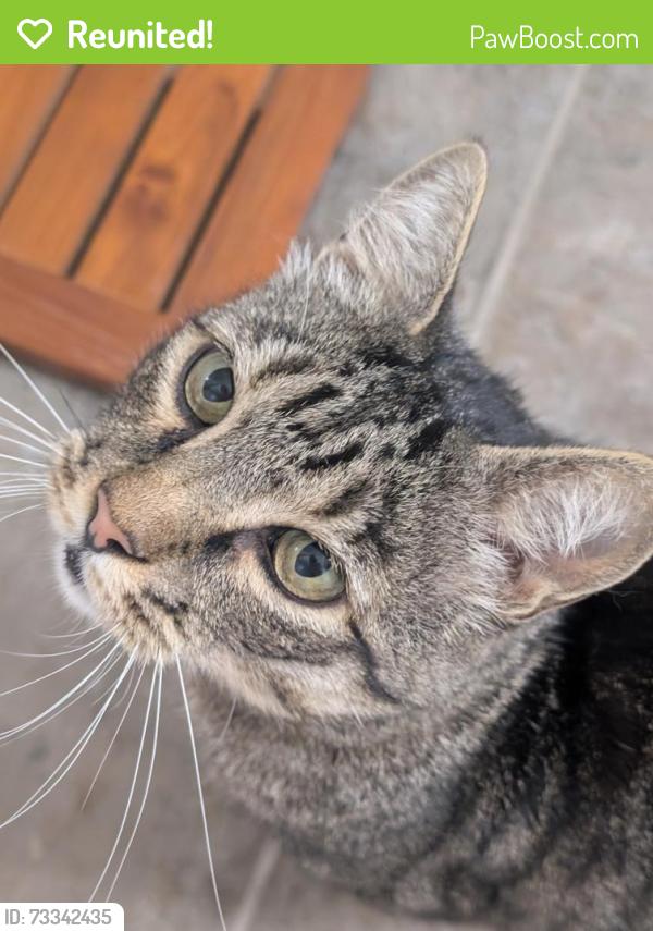Reunited Unknown Cat last seen 153rd and Sunset, Silver Firs, WA 98012