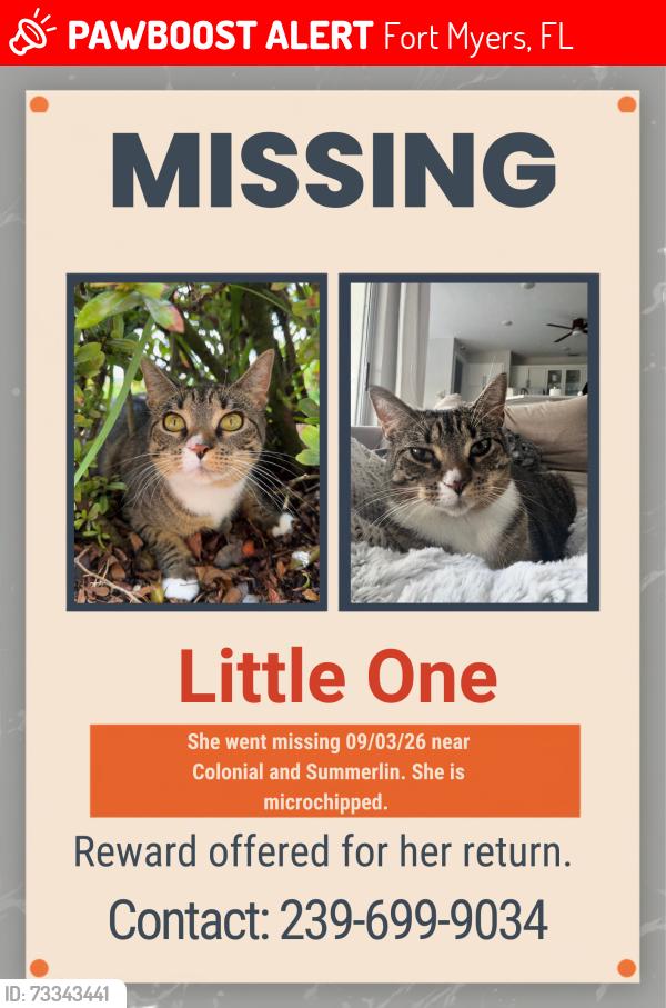 Lost Female Cat last seen Colonial and Summerlin, near midpoint bridge, Fort Myers, FL 33907