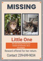 Lost Female Cat last seen Colonial and Summerlin, near midpoint bridge, Fort Myers, FL 33907