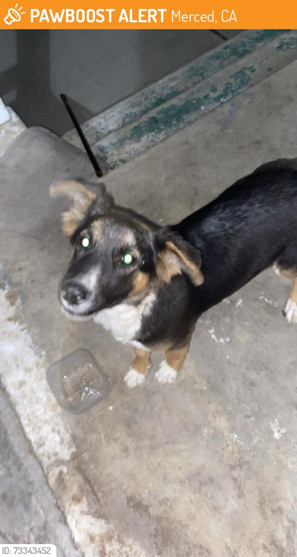 Found/Stray Unknown Dog last seen Beachwood, Merced, CA 95348