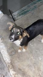 Found/Stray Unknown Dog last seen Beachwood, Merced, CA 95348