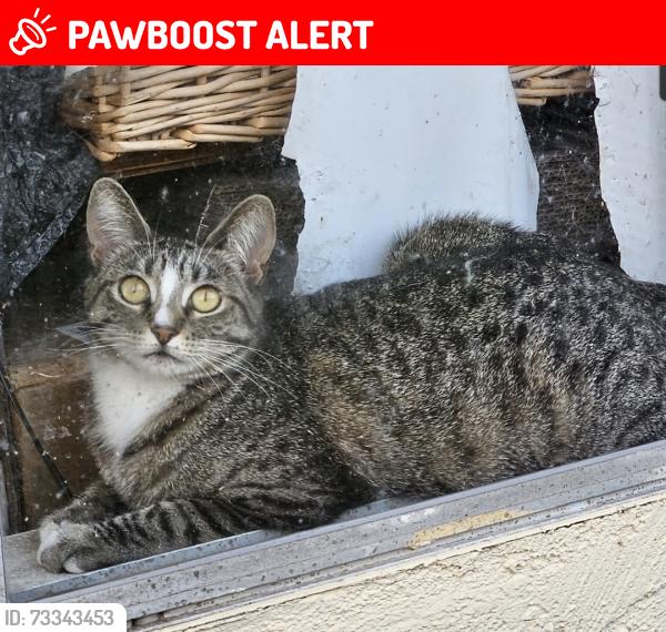Lost Female Cat last seen Gatlin and Stovall Avenue, Hacienda Heights, CA 91745