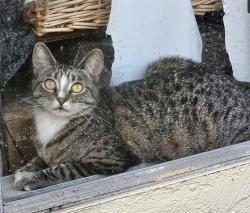 Lost Female Cat last seen Gatlin and Stovall Avenue, Hacienda Heights, CA 91745