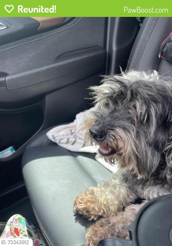 Reunited Male Dog last seen Woodcrest Dr, Deer Park, TX 77536