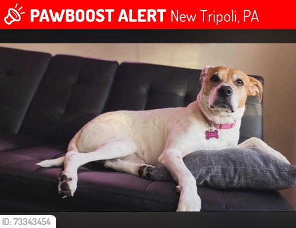 Lost Female Dog last seen New tripoli, New Tripoli, PA 18066