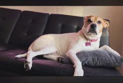 Lost Female Dog last seen New tripoli, New Tripoli, PA 18066