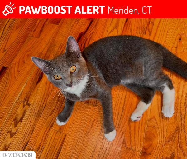 Lost Male Cat last seen Elizabeth road or broadvale Ave, Meriden, CT 06450