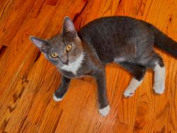 Lost Male Cat last seen Elizabeth road or broadvale Ave, Meriden, CT 06450