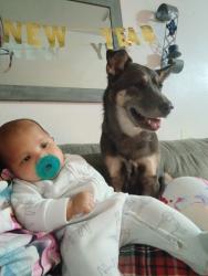 Reunited Female Dog last seen N Jones Blvd & W Vegas Dr, Las Vegas, NV 89108, USA, Las Vegas, NV 89108