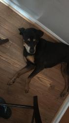 Found/Stray Female Dog last seen Sacramento drive, Woodlawn, VA 22309