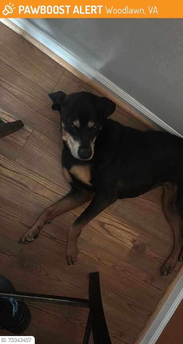 Found/Stray Female Dog last seen Sacramento drive, Woodlawn, VA 22309