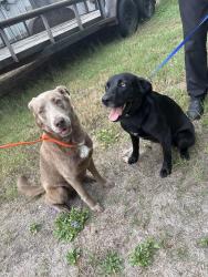 Found/Stray Female Dog last seen Windfern rd by tacos pancho villa, Houston, TX 77040