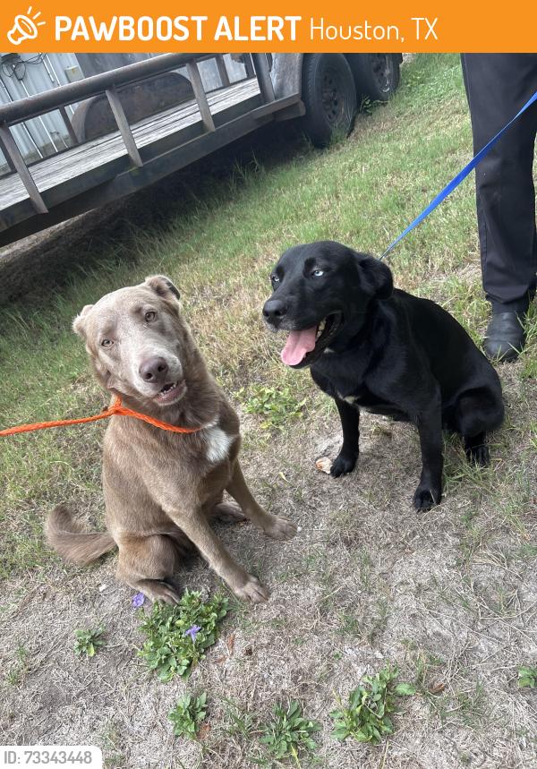 Found/Stray Female Dog last seen Windfern rd by tacos pancho villa, Houston, TX 77040