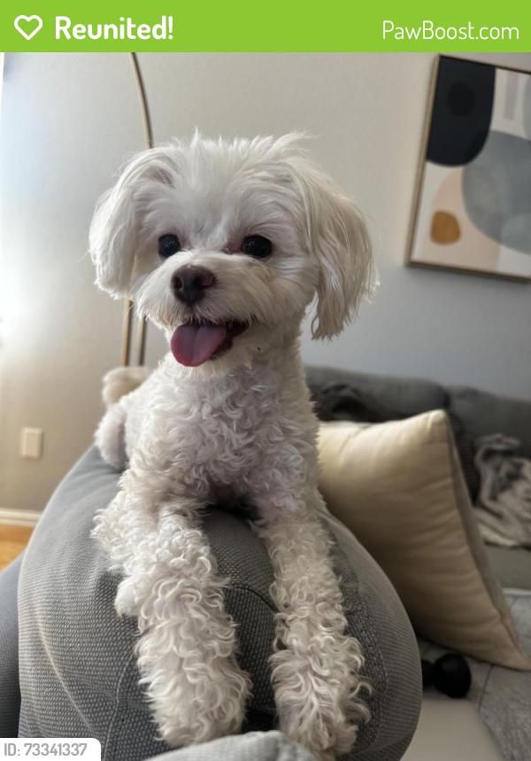 Reunited Female Dog last seen Skyview Elementary, Concord Neighborhood, Thornton, CO 80241