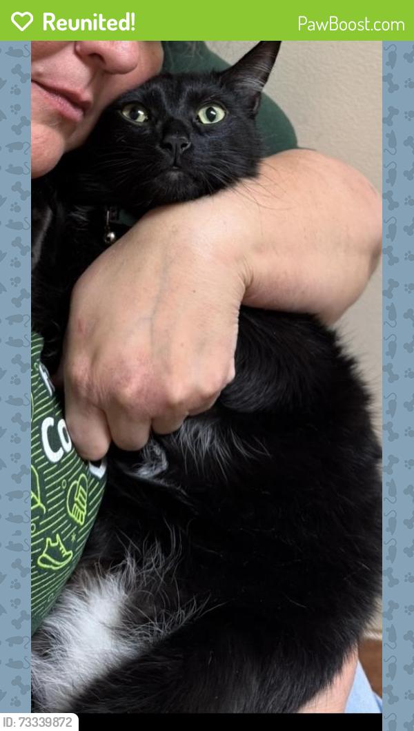 Reunited Male Cat last seen On Pebble Trace off Thixton Lane, Creekview Subdivision, Louisville, KY 40229