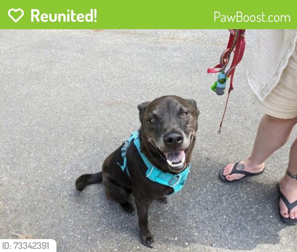 Reunited Male Dog last seen 52nd and 189th pl SW, Lynnwood, WA 98036