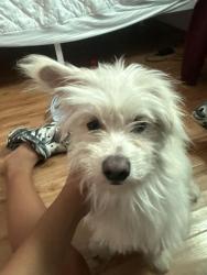 Found/Stray Female Dog last seen Near Somerset blvd bellflower ca, Bellflower, CA 90706