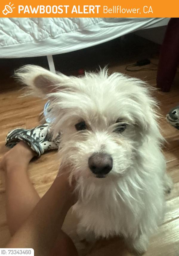 Found/Stray Female Dog last seen Near Somerset blvd bellflower ca, Bellflower, CA 90706